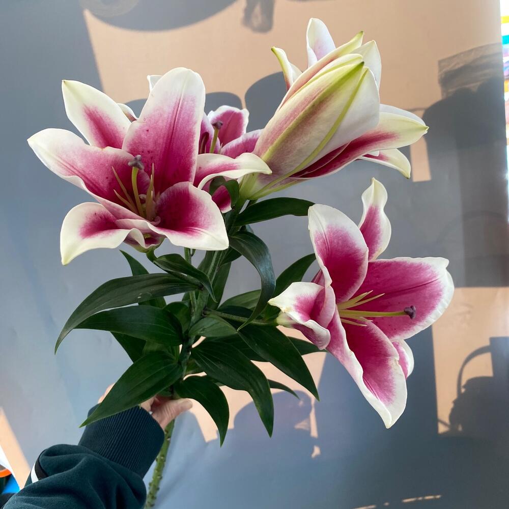 https://content2.flowwow-images.com/data/flowers/1000x1000/15/1732090511_89961415.jpg